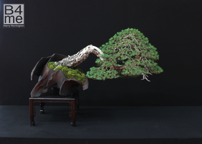 scots pine bonsai
